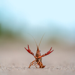 Crayfish with extended claws defending position