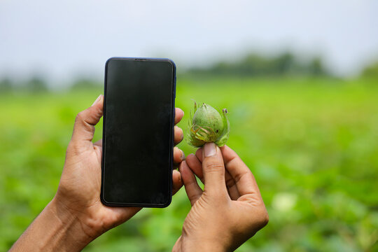 Taking photo of cotton fruit in smart phone