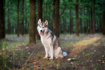 A young Siberian Husky is sitting in a forest. She has amber eyes, grey and white fur; sunset light shines on her in golden color. There are many trees with brown trunks in the background.
