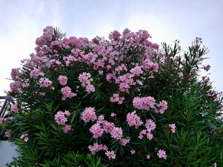 Obraz premium Flowers of oleander the garden, Garda lake, Italy