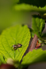 Spider on a leaf