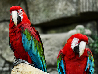 Two parrot friends show their beautiful elegant red feathers