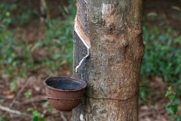 Rubber trees and containers for latex