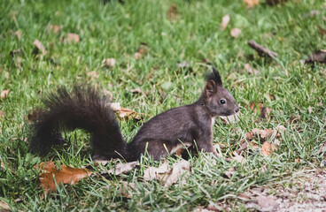 squirrel on the grass