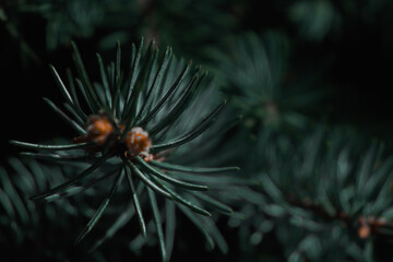 Naklejka na ściany i meble Pine Tree branches, cold weather