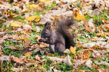 squirrel in the park eating a nut