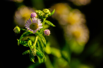 Herbstblume2