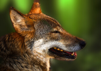 Strong and confident grin of an evil wolf predator