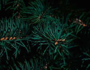 Pine Tree branches, cold weather