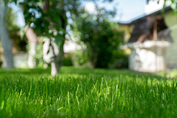 Dense green lawn on a sunny day in the yard in the garden. Macro shot.