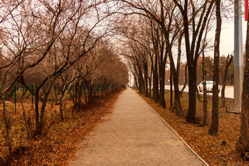 Obraz premium Landscape, autumn trees grow along the footpath.