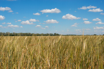a hot summer day with a blue sky over a field of Golden wheat