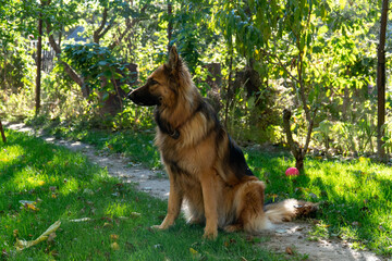 A portrait of the German shepherd dog, sitting on the green lawn in the yard.