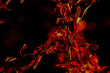 Herbstlaub7