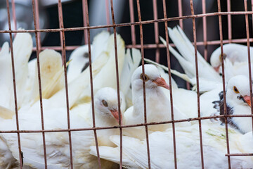 White pigeon doves in a metal wire cage, on sale at street market in Qingdao, Shandong province,...