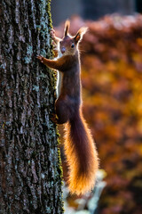 Eichhörnchen senkrecht an Baumstamm