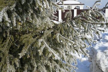 Spruce tree branches covered with snow and house
