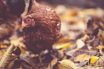 Chicken on fallen leaves in the aviary. Brown chicken walking on a pile of dry leaves in an aviary on an autumn day on a farm