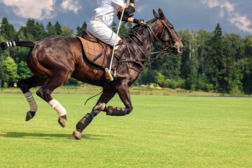 A horse polo player riding a horse with a hammer in his hand jumps into attack for the ball. Summer season, copyspace - obrazy, fototapety, plakaty