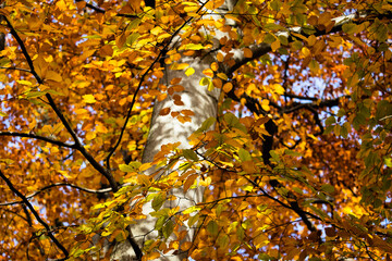 autumn leaves on the tree