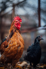A black hen and a rooster walk in the paddock. A common red rooster and a hen search for grain while walking in a pen on a farm