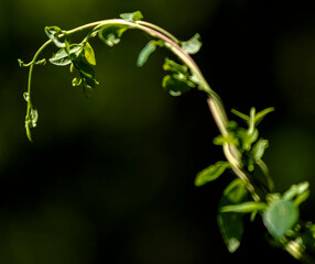 Branche de chèvrefeuille sauvage à Saint-Paul-de-Varax, France