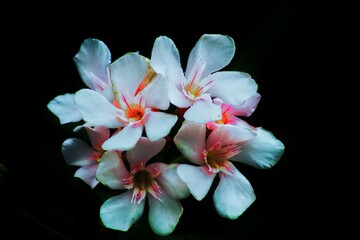 Fototapeta na wymiar fiori