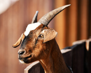 Pensive goat basking in the sun