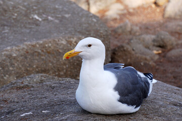 White Seagull on the rock in the park of Monterey united states america , USA - animal freedom scene 