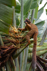 A red Vari Lemur on a banana plant
