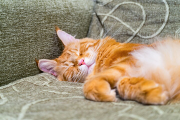 Young red cat of Maine Coon breed sleeping on sofa. Portrait of beautiful ginger pet. Pets protection, welfare, health care, veterinary concept