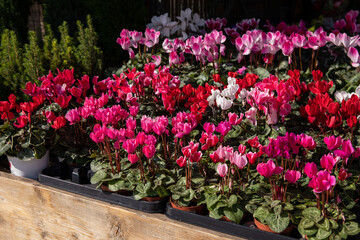 Variety of potted cyclamen persicum plants in pink, white, red colors at the greek garden shop in November.