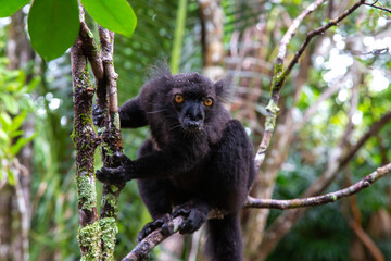 A black lemur on a tree awaiting a banana