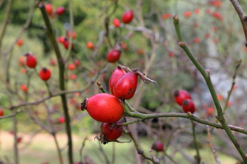 Rote Hagebutten an einem Strauch im Herbst, Nahaufnahme von Hagebuttenfr&uuml;chten vor gr&uuml;nem Hintergrund, Naturfotografie, Deutschland