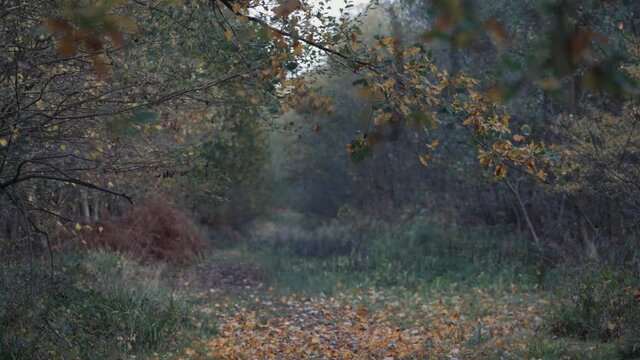 A woodland path with autumn leaves falling through shallow depth of field background