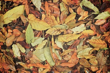 Fallen autumnal leaves