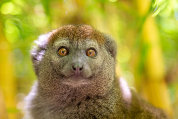 A bamboo lemur sits on a branch and watches the visitors to the national park