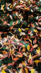 autumn leaves in the park