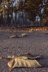 bench in the autumn park