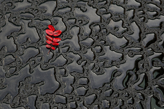 Wet rain drops texture of black pavement asphalt with single red autumn leaf. Natural background, flat lay all focused