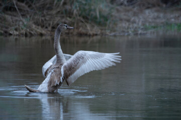 Cigne