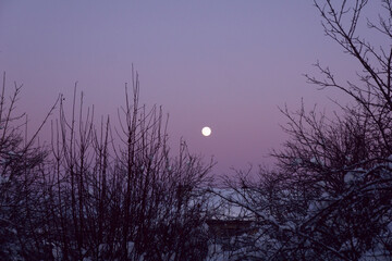 Newly  snow on tree in forest against sunrise