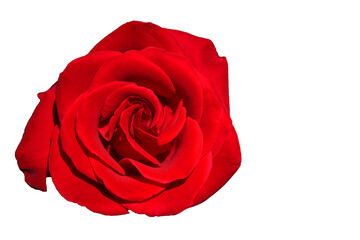Red Rose - Top view fresh single bloom flower isolated white background with clipping path - for valentine love concept  , Floral Object and beautiful detail  