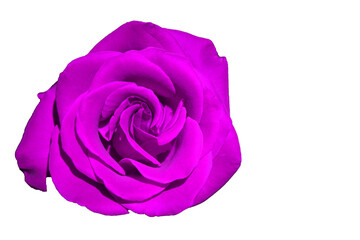 Close-up Purple Violet Rose - Top view fresh single bloom flower in the garden - image for valentine love concept  , Floral backdrop and beautiful detail                                 