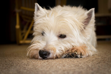 West highland white Terrier lying on the carpet. Close up.