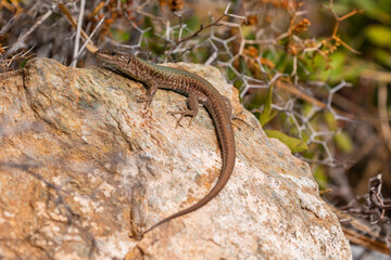 The sand lizard also known as Lacerta agilis sitting on a rock, Greece.