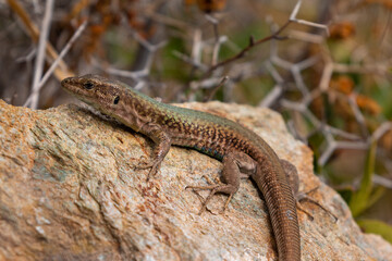 The sand lizard also known as Lacerta agilis sitting on a rock, Greece.