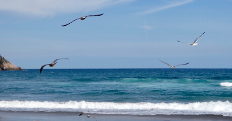 Gaviota