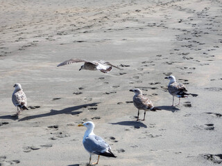 Gaviota