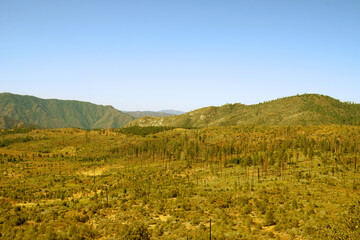 Fototapeta premium Nature view of pine tree and mountain forest tree in the valley of yosemite national park - united states of america , california USA - Park and outdoor 